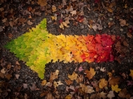 autumn-leaves-rainbow